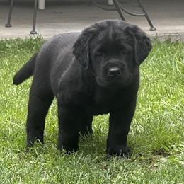 Labrador Retriever Puppies from Findaway Labradors