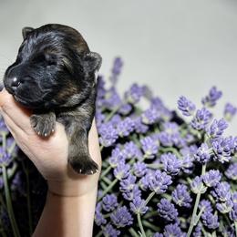 Hawkeye - Sable male German Shepherd puppy in Oakland, Oregon from VHM German Shepherds
