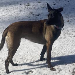 Belgian Malinois and xDutch Shepherds from Alliance K9