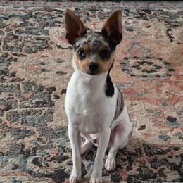 Kevin - Rat Terrier
