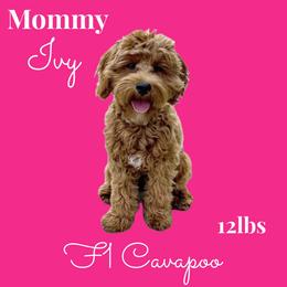 Ivy - Cavapoo