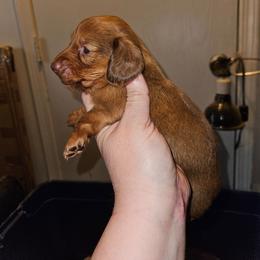 Girl 1 - Red female Dachshund puppy in Lansing, Michigan from Black Thunder 517 Cane Corso and Dachshunds and frenchies