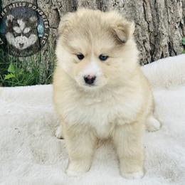 Pomsky Puppies from Lake in the hills Pomskies