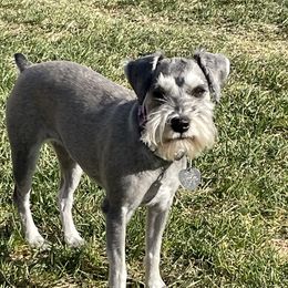 Shasta  - Miniature Schnauzer