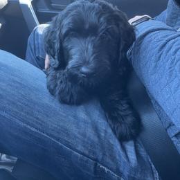 Labradoodle Puppies from CC Labradoodles