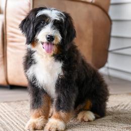 Tonlea - Tri-color male Bernedoodle puppy in Dundee, Ohio from Down Home Doodle