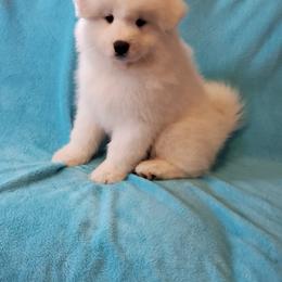 Samoyed Puppies from Limelight Samoyeds