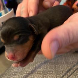 Boy 1 - Black and tan male Dachshund puppy in Bakersfield, California from Dingle’s Dog House