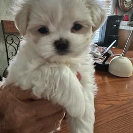 Mr Bojangles - White male Maltese puppy in Buckeye, Arizona from Casper’s maltese