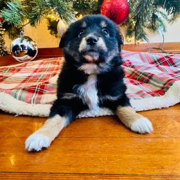 Miniature Australian Shepherd Puppies from Broken T Australian Shepherds