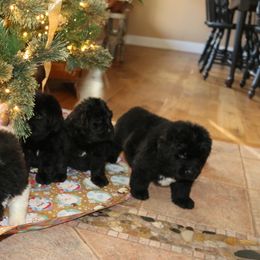 Girl 3 - Black female Newfoundland puppy in Ellendale Forge, Pennsylvania from Opening Heavens Doors Newfoundlands