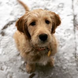 Bearded Retriever, Goldendoodle, and Labradoodle Puppies from Traverse City Doodles