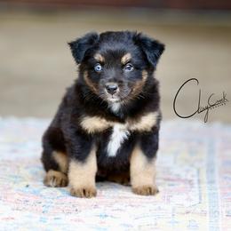 Freddy Krueger - Black tri male Miniature Australian Shepherd puppy in Prague, Oklahoma from Clay Creek Aussies