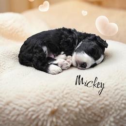 Mickey - Black and white male Aussiedoodle puppy in Lebanon, Oregon from Abbott Family Farm