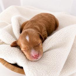 Gideon - Red male Cavapoo puppy in Ephrata, Washington from Mustard Seed Cava Co.