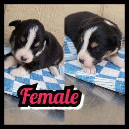 Girl A - Black tri-color female Australian Shepherd puppy in Yakima, Washington from Luna's Australian Shepherd