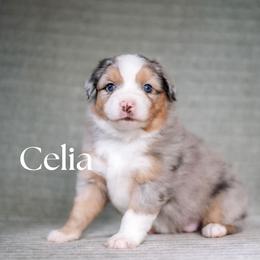 CELIA - Blue merle female Miniature American Shepherd puppy in Puyallup, Washington from FERGI’S GEMINI MAS