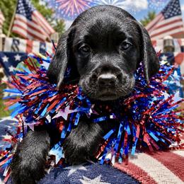 Mr Black - Black male Labrador Retriever puppy in Portland, Tennessee from Whiskey Ridge Retrievers