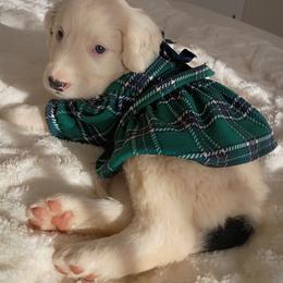 Border Collie Australian mi - Saddleback sable female Border Collie puppy in Paradise, California from Richview Shihtzu