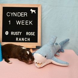 Miniature American Shepherd and Miniature Australian Shepherd Puppies from Rusty Rose Mini Aussies and Mini American Shepherds