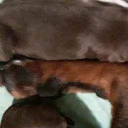 Miniature Pinschers from Lucy’s Min Pin
