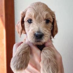 Olive - Dark Blue Collar - Cream male Goldendoodle puppy in Auburn, California from Golden Acre Doodles