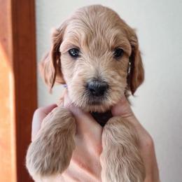 Olive - Dark Blue Collar - Cream male Goldendoodle puppy in Auburn, California from Golden Acre Doodles