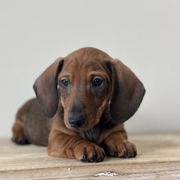 Short stop - Red male Dachshund puppy in Crystal, Michigan from Mare-Bella Smoothcoat Edition