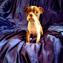 Boston Terrier Puppies from The Christian Bostons