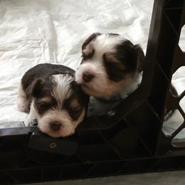 "Males, chocolate & Black" Yorkshire Terrier Puppies from Lynnie’s Lovables Yorkies