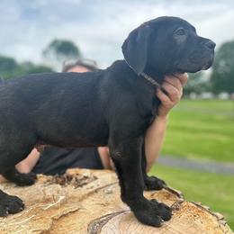 Kratos, Boy 1, gray collar - Cane Corso puppy from K9 Guardian Cane Corso