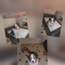 Andy - Sable and white male Shetland Sheepdog puppy in Greenfield, Ohio from Kayla's Shelties
