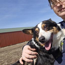 Pembroke Welsh Corgi puppies from Kickin It Acres BCs