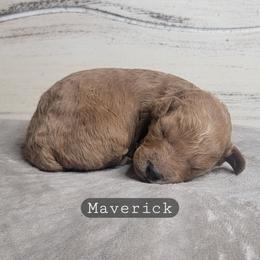 Maverick (Black Collar) - Red  male Goldendoodle puppy in Scurry, Texas from 07 Seven Oaks Goldens and Doodles