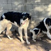 Borzoi and Greyhound Puppies from Kay Henderson
