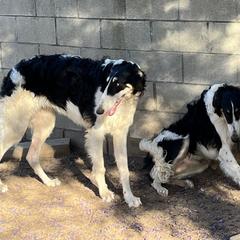 Borzoi and Greyhound Puppies from Kay Henderson