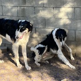 Borzoi and Greyhound Puppies from Kay Henderson