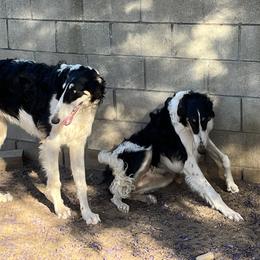Borzoi and Greyhound Puppies from Kay Henderson