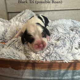 Serena - Tri-Roan female English Springer Spaniel puppy in Springfield, South Carolina from Sweet Southern Spaniels