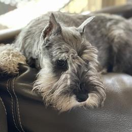 Miniature Schnauzer Puppies from Riversong Miniature Schnauzers