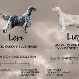 English Setters from SpottedSetter English Setters