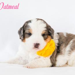 Oatmeal - Grey and white female Bernedoodle puppy in Diamond Bar, California from Furrytaildoodles
