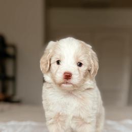 Crumble - Red male Bernedoodle puppy in Maricopa, Arizona from Desert Ridge Doodles