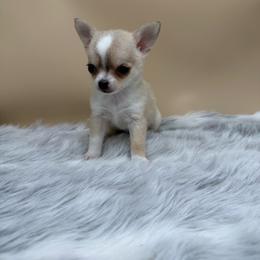 River - Black sabled silver female Chihuahua puppy in Lee Center, New York from Alfheim-Andromeda Chihuahua's (A &A's)