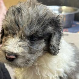 Dash - male Newfypoo puppy in San Antonio, Texas from Mammoth Doodles