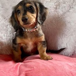 Dachshund and Miniature Schnauzer Puppies from The Bossy Doxie Farm