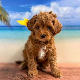 SpongeBob (Yellow Collar Male) - Red  male Goldendoodle puppy in Santa Clara, Utah from Desert Dawn Doodles
