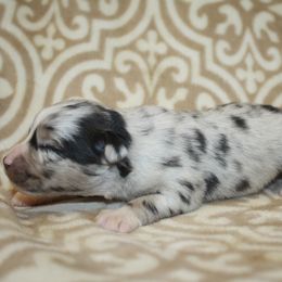 Boy 4 - Blue merle male Toy Australian Shepherd puppy in Licking, Missouri from Burnett Aussies