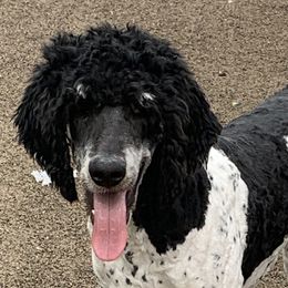 Ace - Bernedoodle