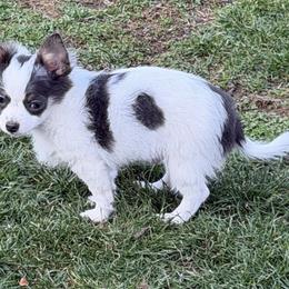 Adam CKC he's ready to go home today - Blue and white male Chihuahua puppy in Amity, Pennsylvania from Rhoda and Verna